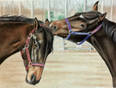 Thoroughbred, Equine Art - Ear Grab